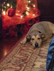 Lost Female Dog last seen Peninsulas Dr. and Woodlake Ln., Missouri City, TX 77459