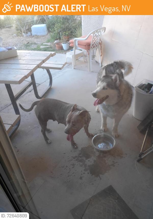 Found/Stray Unknown Dog last seen Hollywood and carey, Las Vegas, NV 89156