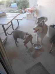 Found/Stray Unknown Dog last seen Hollywood and carey, Las Vegas, NV 89156