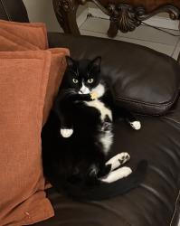 Lost Male Cat last seen Turtle creek, Margate, FL 33063