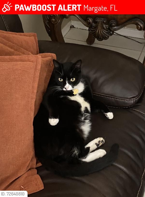 Lost Male Cat last seen Turtle creek, Margate, FL 33063