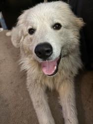 Found/Stray Male Dog last seen At 7063 Calamar Dr gayetteville, Fayetteville, NC 28314