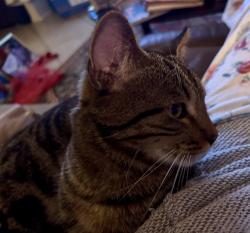 Lost Male Cat last seen Westport Lane off Santa Barbara , Naples, FL 34102