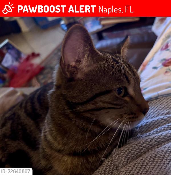 Lost Male Cat last seen Westport Lane off Santa Barbara , Naples, FL 34102