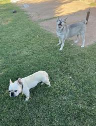 Lost Female Dog last seen Memorial street , Tulsa, OK 74115