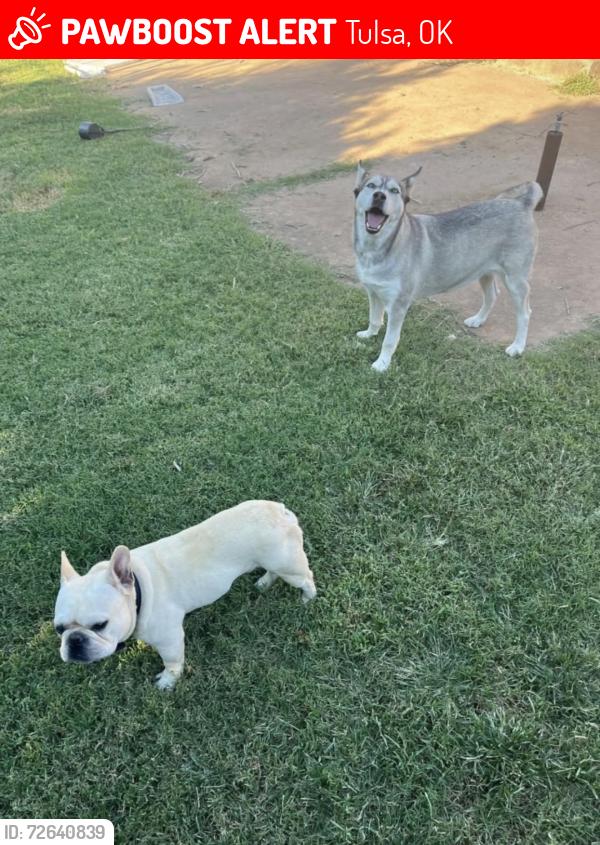 Lost Female Dog last seen Memorial street , Tulsa, OK 74115