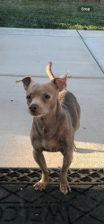 Lost Male Dog last seen Lancaster Highschool, Lancaster, CA 93536