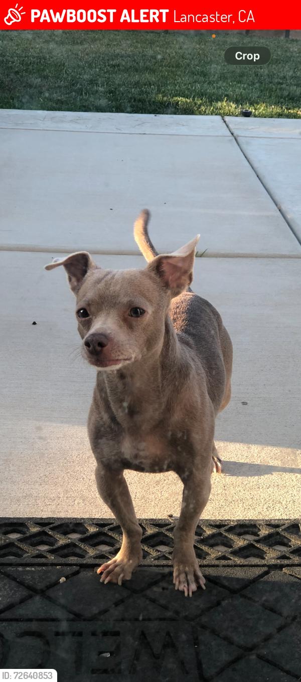 Lost Male Dog last seen Lancaster Highschool, Lancaster, CA 93536