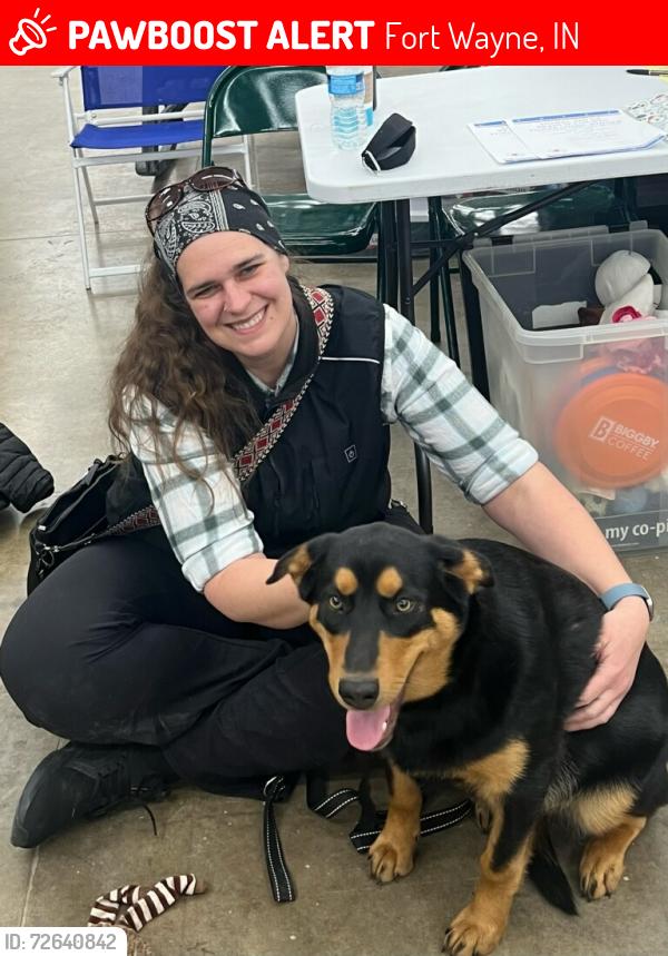 Lost Female Dog last seen Broadway & Taylor , Fort Wayne, IN 46802