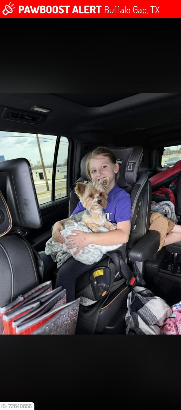 Lost Male Dog last seen Buffalo Gap Roaf, Buffalo Gap, TX 79508