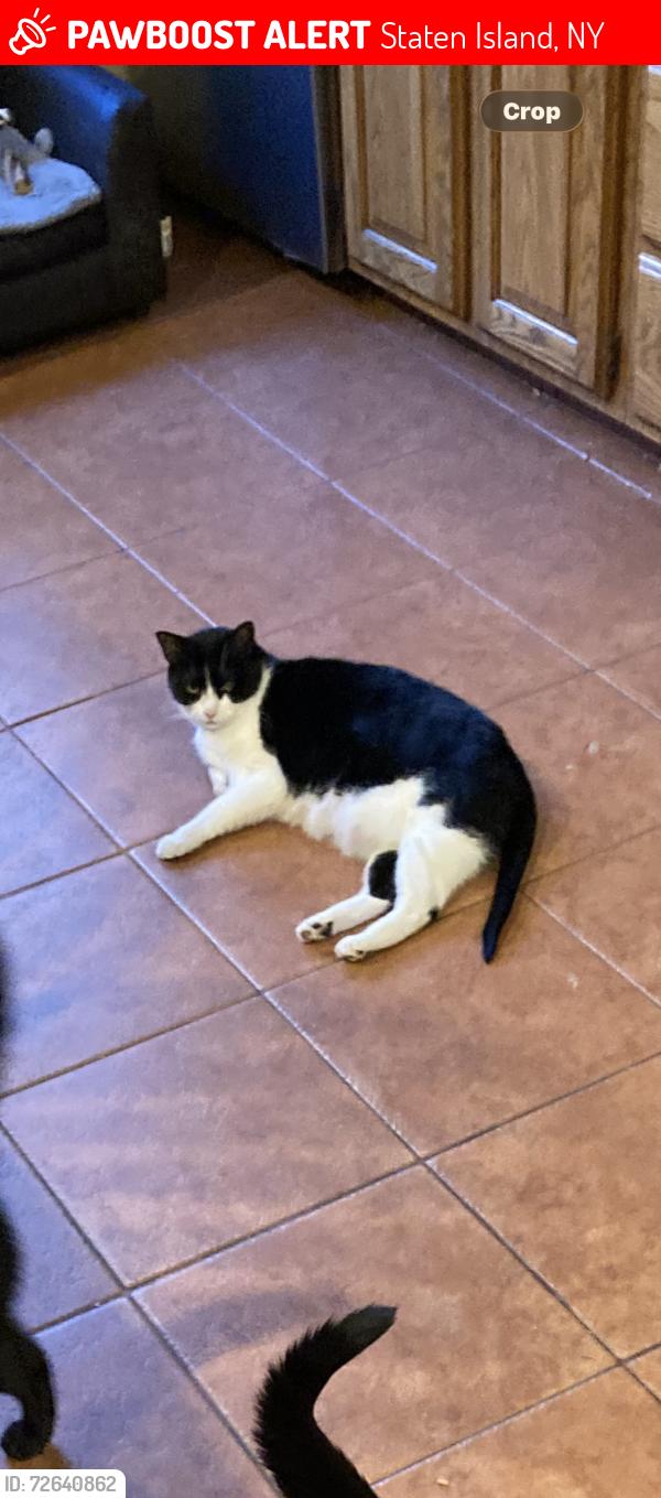 Lost Female Cat last seen Hillside terrace, Grandview Terrace, Rustic Place , Staten Island, NY 10308