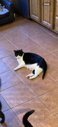 Lost Female Cat last seen Hillside terrace, Grandview Terrace, Rustic Place , Staten Island, NY 10308