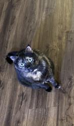 Lost Female Cat last seen Off Island Ave and 15th St, a block from fault line park and close to Petco Park, San Diego, CA 92101