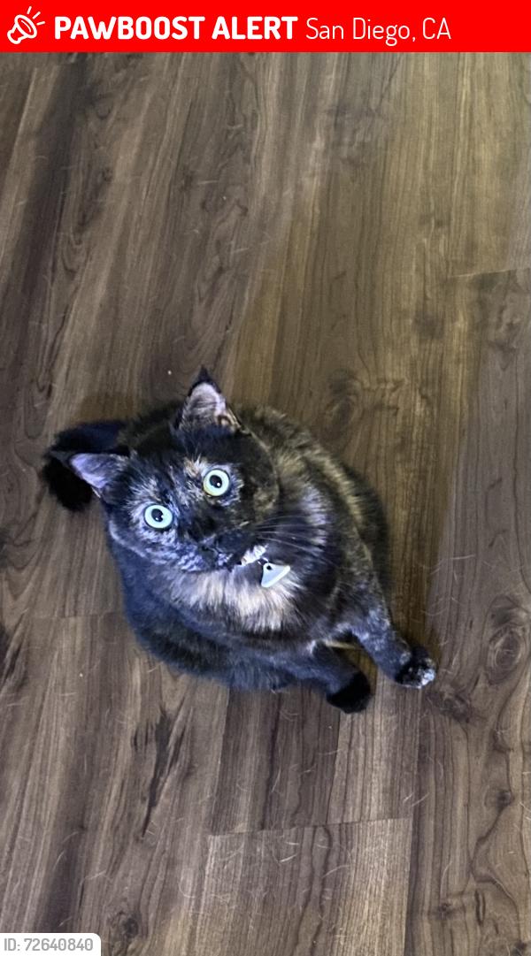 Lost Female Cat last seen Off Island Ave and 15th St, a block from fault line park and close to Petco Park, San Diego, CA 92101