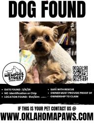 Found/Stray Unknown Dog last seen 91st/Elm, Broken Arrow, OK 74012