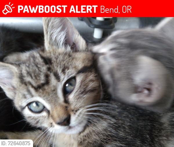 Lost Female Cat last seen Sanco Taco, Bend, OR 97703