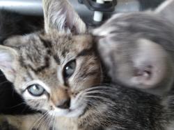 Lost Female Cat last seen Sanco Taco, Bend, OR 97703