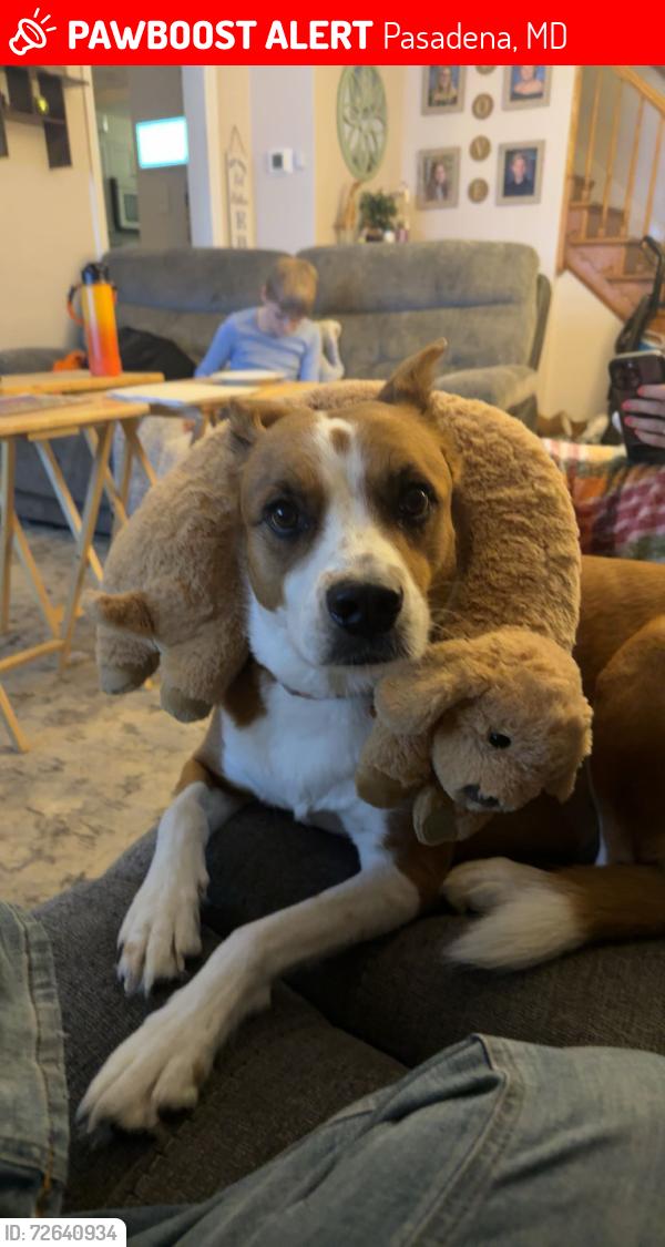 Lost Female Dog last seen Lake dr/Linthicum rd, Pasadena, MD 21122