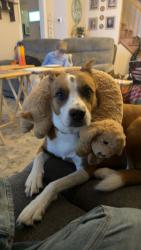 Lost Female Dog last seen Lake dr/Linthicum rd, Pasadena, MD 21122