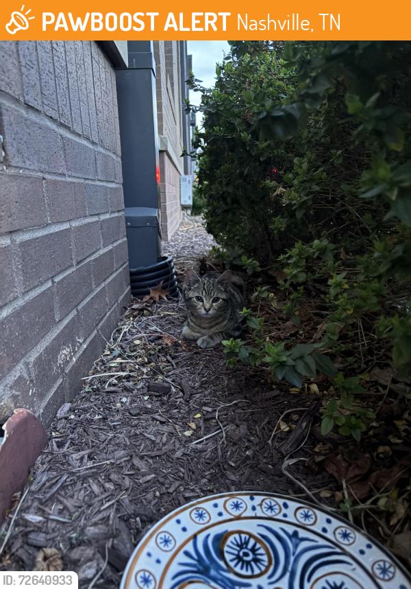 Found/Stray Unknown Cat last seen Jefferson st, Nashville, TN 37232