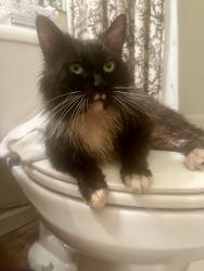 Found/Stray Male Cat last seen By model School, Rome, GA 30165