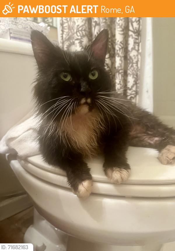 Found/Stray Male Cat last seen By model School, Rome, GA 30165