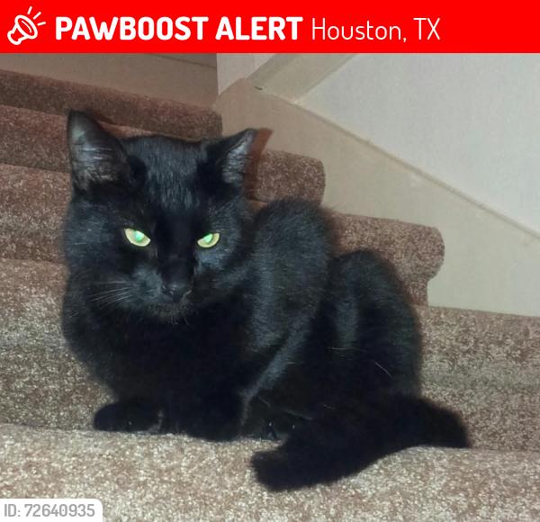Lost Male Cat last seen Watkins Middle School , Houston, TX 77084