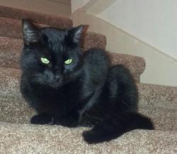Lost Male Cat last seen Watkins Middle School , Houston, TX 77084
