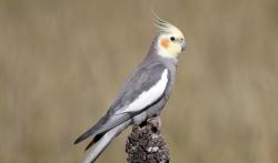 Lost Female Bird last seen Apopka vineland, Orlando, FL 32836