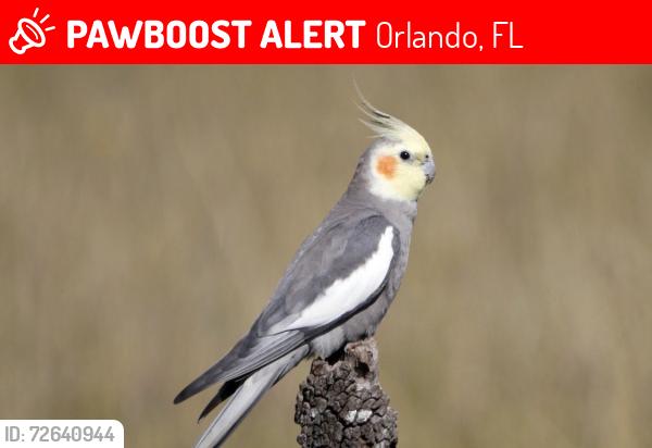 Lost Female Bird last seen Apopka vineland, Orlando, FL 32836