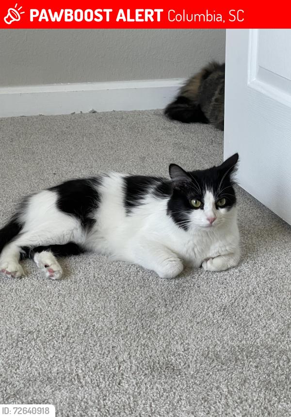 Lost Female Cat last seen Coralbean Way, Columbia, SC 29229