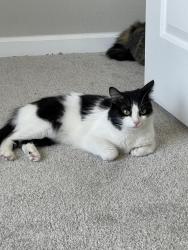 Lost Female Cat last seen Coralbean Way, Columbia, SC 29229