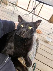 Lost Male Cat last seen Hwy 417 and workman rd woodruff sc 29388, Woodruff, SC 29388