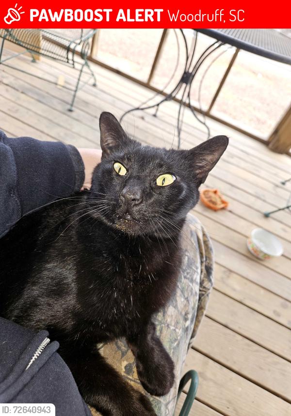Lost Male Cat last seen Hwy 417 and workman rd woodruff sc 29388, Woodruff, SC 29388