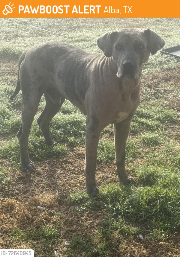 Found/Stray Male Dog last seen Hwy 182, Alba, TX 75410