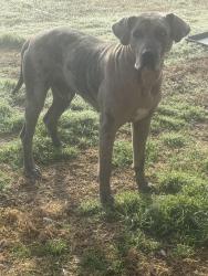 Found/Stray Male Dog last seen Hwy 182, Alba, TX 75410