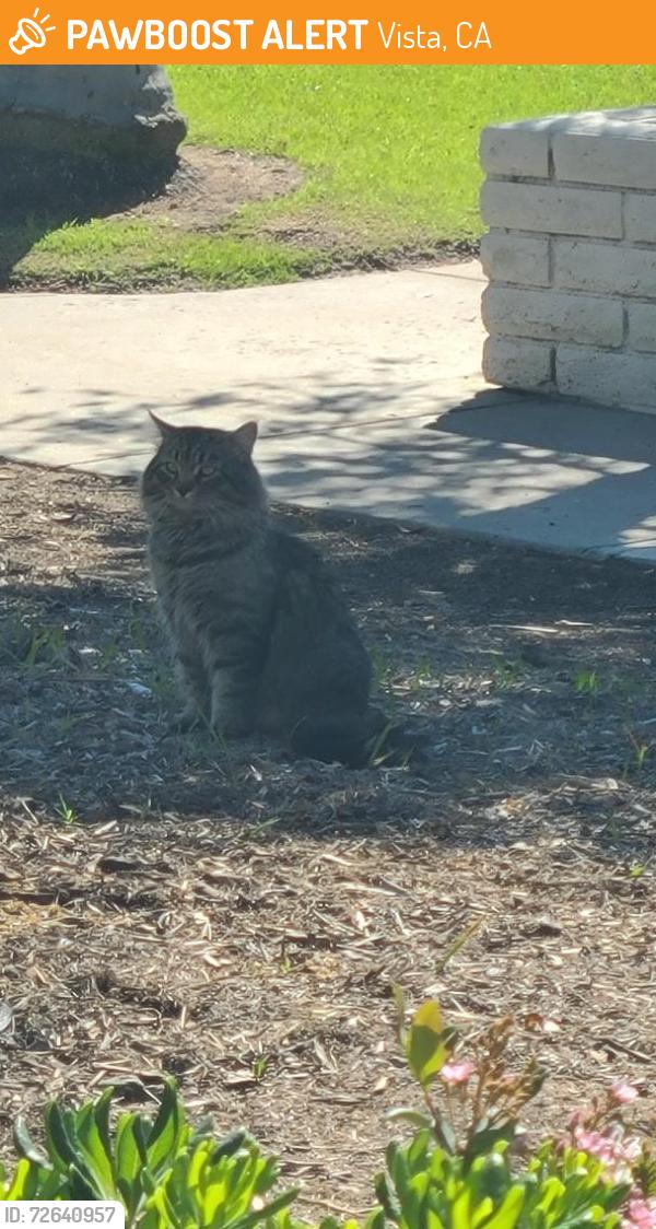Found/Stray Unknown Cat last seen Casa Antigua apmt Complex (Vista California 92084), Vista, CA 92084