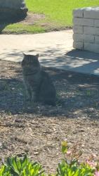 Found/Stray Unknown Cat last seen Casa Antigua apmt Complex (Vista California 92084), Vista, CA 92084