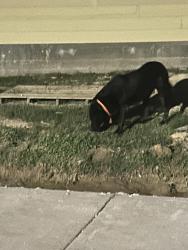 Found/Stray Unknown Dog last seen Ville Marie and Rue du Moulin, Baton Rouge, LA 70808