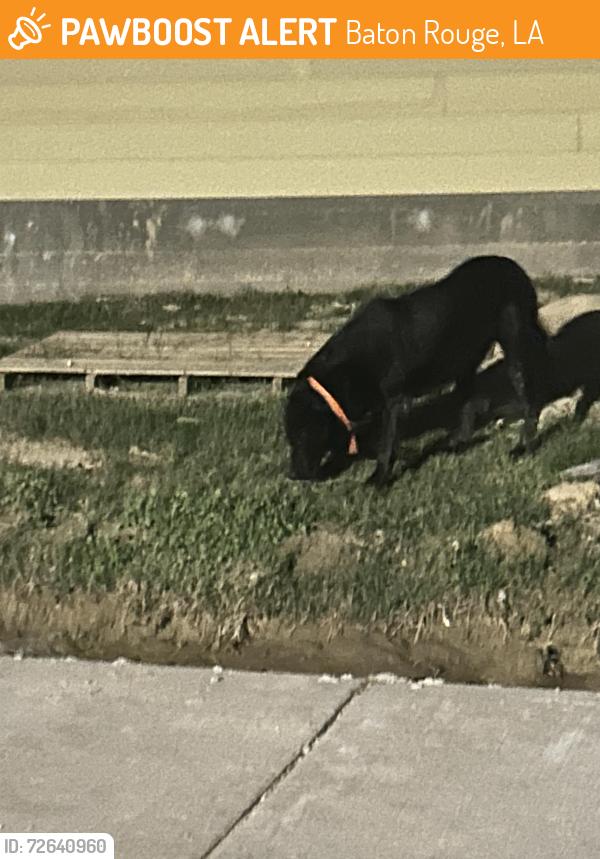 Found/Stray Unknown Dog last seen Ville Marie and Rue du Moulin, Baton Rouge, LA 70808