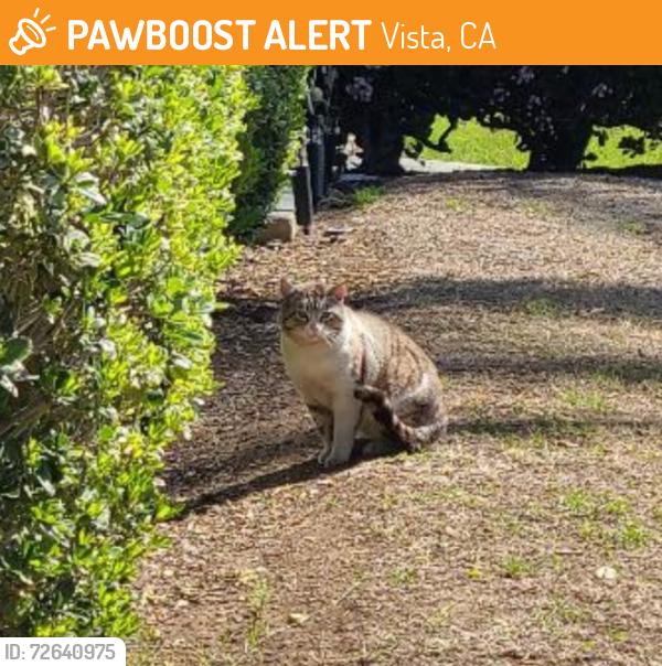 Found/Stray Unknown Cat last seen Casa Antigua apmt Complex (Vista California 92084), Vista, CA 92084