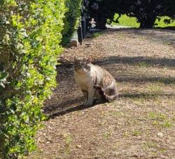 Found/Stray Unknown Cat last seen Casa Antigua apmt Complex (Vista California 92084), Vista, CA 92084