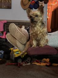 Lost Male Dog last seen Luther St SW, Cedar Rapids, IA 52404