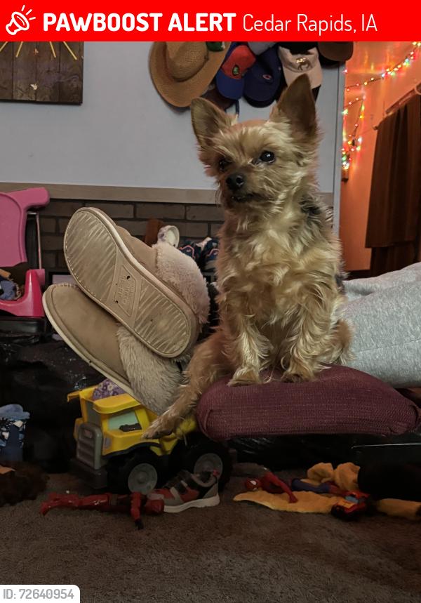 Lost Male Dog last seen Luther St SW, Cedar Rapids, IA 52404
