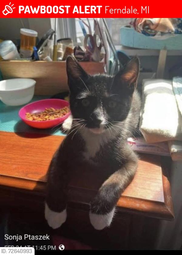 Lost Male Cat last seen E. Drayton & Bermuda, Ferndale, MI 48220