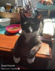 Lost Male Cat last seen E. Drayton & Bermuda, Ferndale, MI 48220