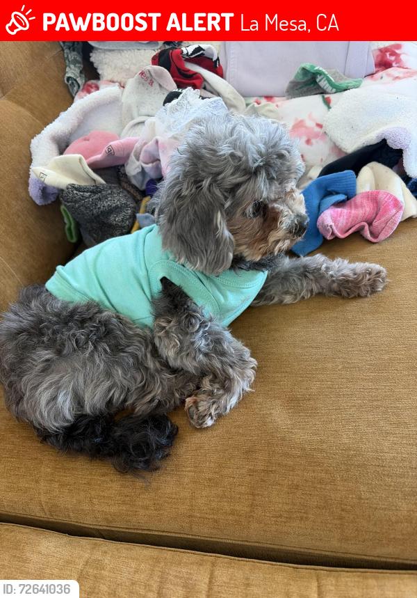 Lost Male Dog last seen Lee and Loma Vista, La Mesa, CA 91941