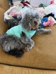 Lost Male Dog last seen Lee and Loma Vista, La Mesa, CA 91941