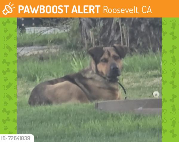 Found/Stray Unknown Dog last seen Minnewawa and Belmont , Roosevelt, CA 93727