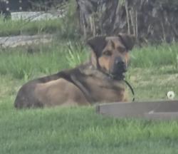 Found/Stray Unknown Dog last seen Minnewawa and Belmont , Roosevelt, CA 93727